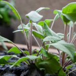 environnement_940X254