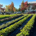 College_De_Maisonneuve_FermeUrbaine_300X220