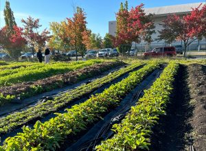 Vue d'une partie de la Ferme Urbaine. avec deux personnes au loin.