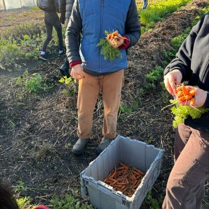 Deux personnes tenant un bouquet de carottes. Entre les deux un bac de carottes fraichement cueillies.