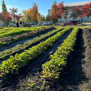 Vue des plants de la Ferme urbaine avec deux personnes qui discutent au loin.