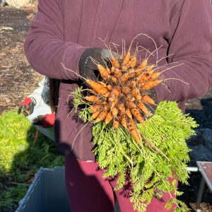 Personne tenant un beau gros bouquet de carottes fraichement cueillies.