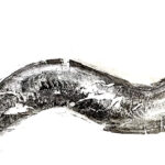 04_Portefolio_oeuvres_récentes_Anguille_Expo_Alexis Aubin-Laperri